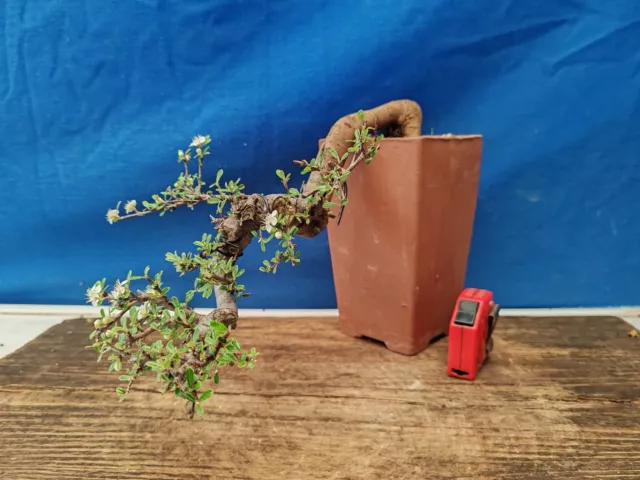 bonsai cotoneaster   h 20 cm visita il negozio
