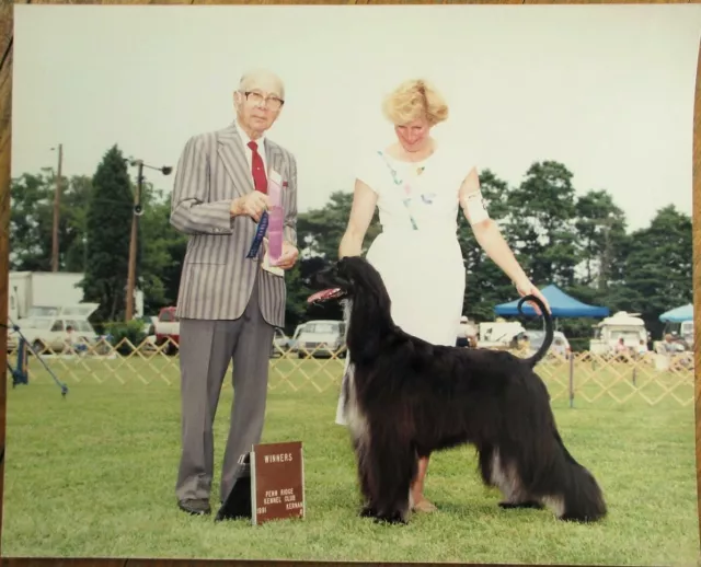 Afghan Hound 1991 Champion Dog Show 8 x 10 Photograph / Photo