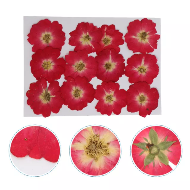 12 piezas Paquete Floral Flor Hágalo usted mismo Accesorios Real Decoración de Arte en Uñas Secas