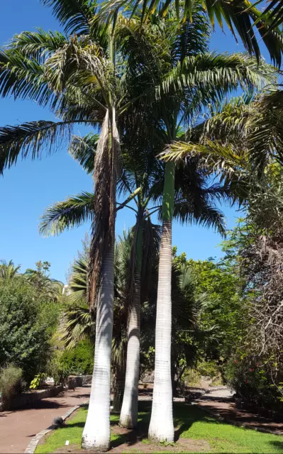 Royal Cuban Palm Roystonea Regia 100 Seeds