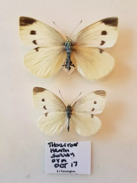 Female Small White Miniture Aberration Second For Comparison Only With UK Data