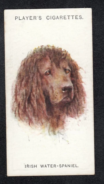 IRISH WATER-SPANIEL Vintage 1929 Arthur Wardle Dog Painting Card