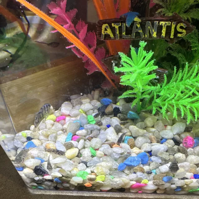 Baby Cichlid live fish For Sale 11