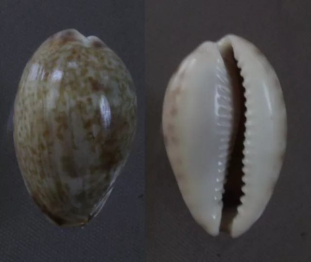 Seashells Cypraea vredenburgi COWRY SNAILS 25 mm F+++/GEM sea snails