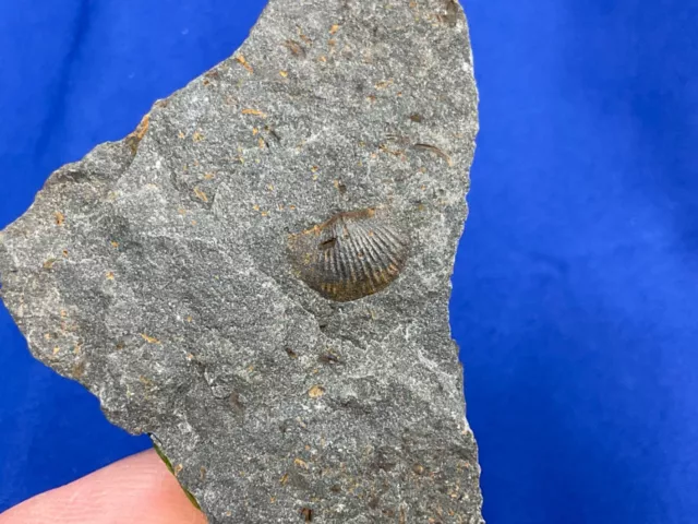 Devon Brachiopode Plebejochonetes, Emsian, Fossilien, Belgium, fossil, Armfüßler