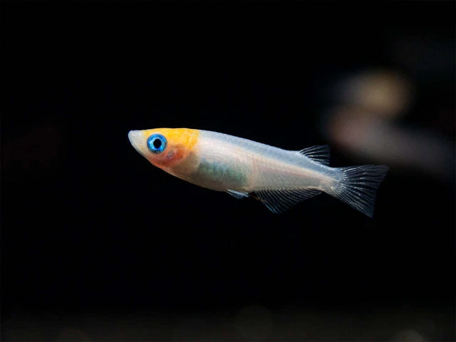 1 Pair Live Red Cap Koi Medaka Ricefish Freshwater Tropical Fish USA Bred A+++