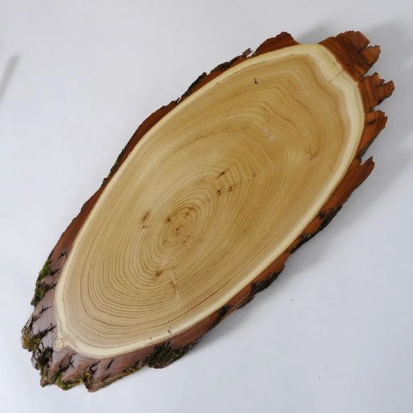 Acacia Escudo de Trofeo Ciervo Rojo Cornamenta Asta Baumscheibe Af 47cm 2