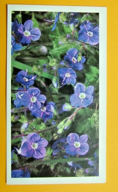 John Player & Son,  Doncella. Germander Speedwell Card No 8