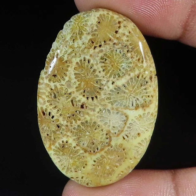 32.50Cts. Cabochon ovale de corail fossile 100% naturel pierres précieuses...
