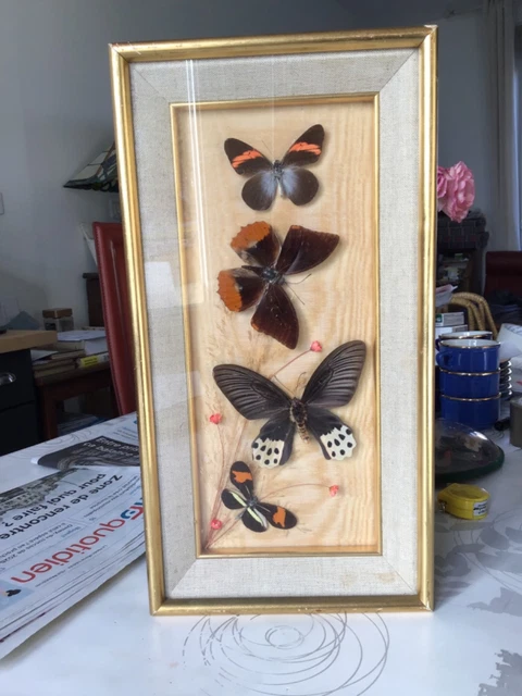 Papillon bleu dans cadre en verre bombé - Collection