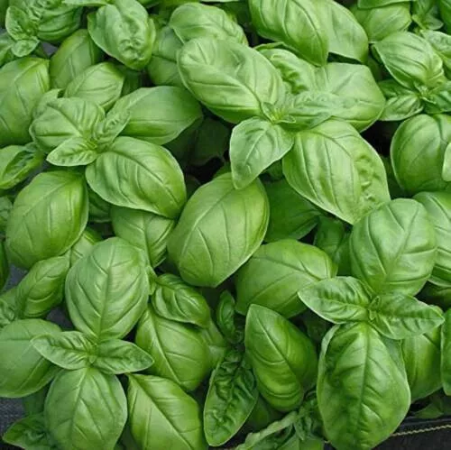 Basilic ocimum basilicum grand vert Lot de 100 graines neuf