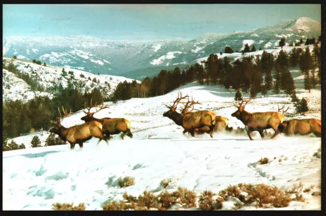 Postcard 1990's A Heard Of Bull Elk Across Snow Covered Ridge Montana Rocky Mts.