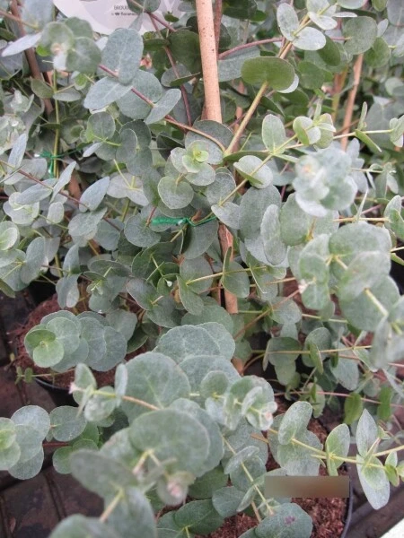 EUCALYPTUS GUNNII AZURA MostgummiEukalyptus Eukalyptusbaum EUR 93