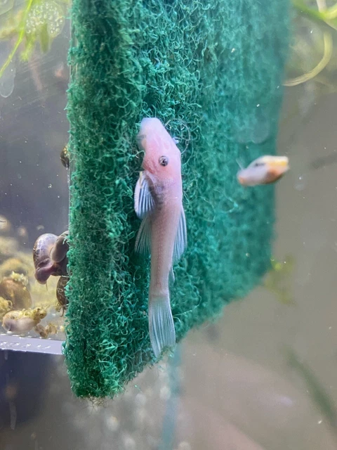 snow white bristlenose pleco 1” (read description) 3