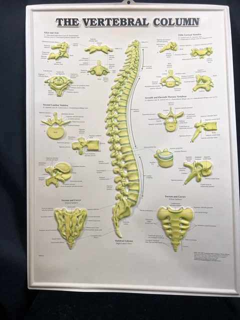 Tabella Anatomica Della Colonna Vertebrale – Poster Laminato Con Vista Laterale E Dettagli – Ideale Per Studio E Fisioterapia