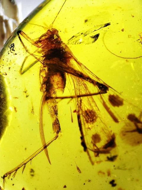 FOSSIL AMBER INSECT burmite Burmese Cretaceous Rare Huge 19.6mm Insect ...