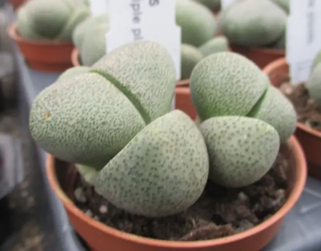 PLEIOSPILOS NELII - group of plants in a single pot.