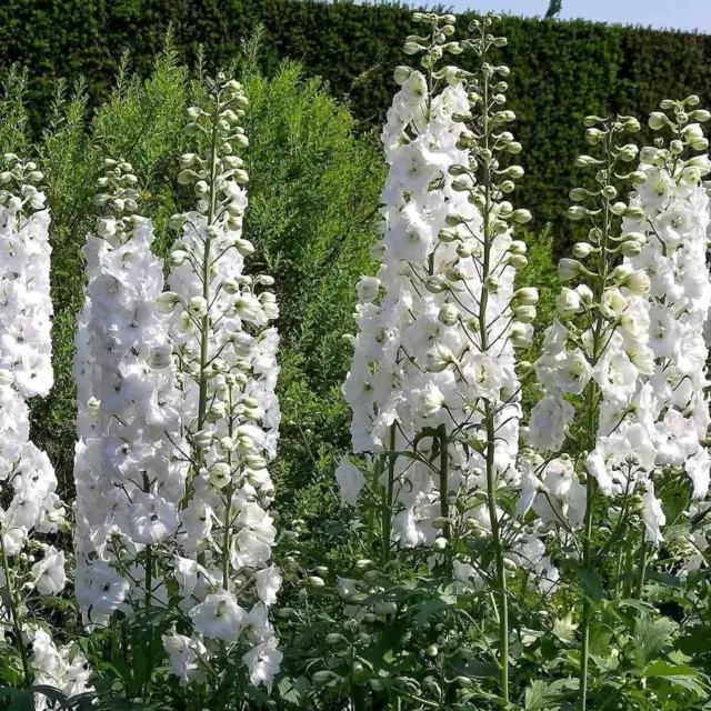 Delphinium Pacific Giant Gallahad 110 Finest Seeds Perennial Flower