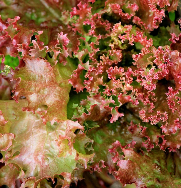 Virginia Tabak Samen 3000 Stück - Nicotiana Tabacum Für Eigenanbau