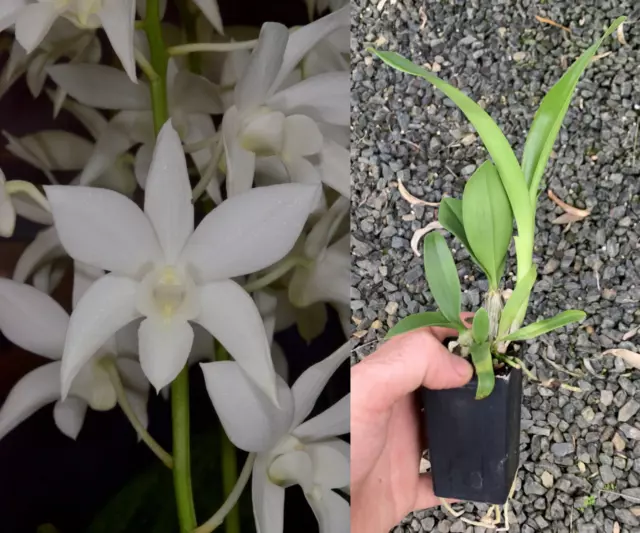 RON Dendrobium Orchid Den. White Grace 'Sato' AM/AOS MERICLONE 50mm Pot Size