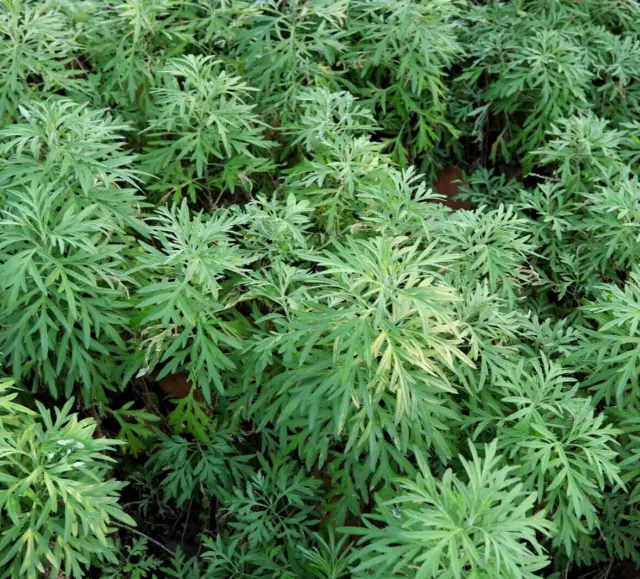 1000+ Sweet Wormwood Herb Seeds (Artemisia annua) Sweet Annie Sagewort Free Ship