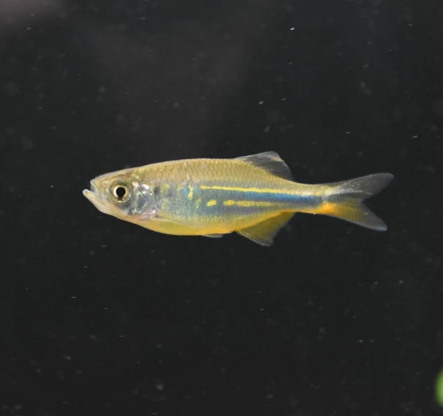 Live Giant Danio (Pack of 2 Freshwater Aquarium Fish) *PLS READ DESCR* 6