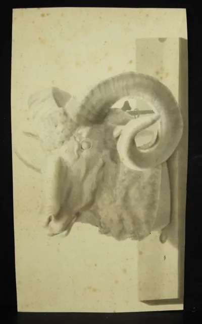 Arnaldo Neri Dibujo Original S.XIX Cabeza De Cabra Para Antiguo Escultura Head