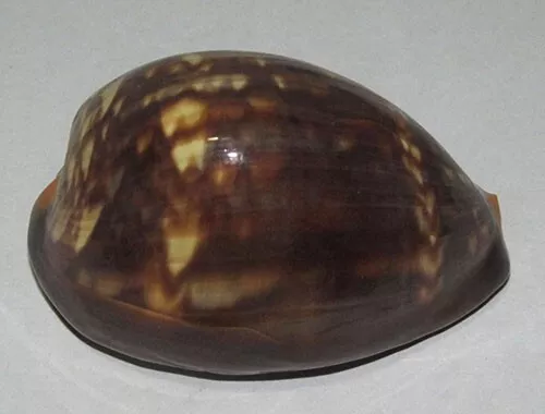 64 mm GREAT Cypraea Mauritiana Cowrie Seashell Racha Island , Phuket Thailand