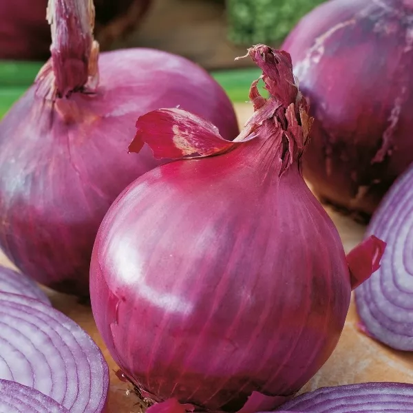 Onion Red Brunswick  1000 Seeds