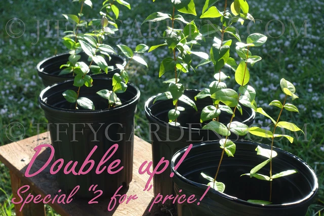 Pitanga Surinam Cherry - TWO TREES!! SPECIAL PRICE! DARK Crimson Live 8"-12" USA
