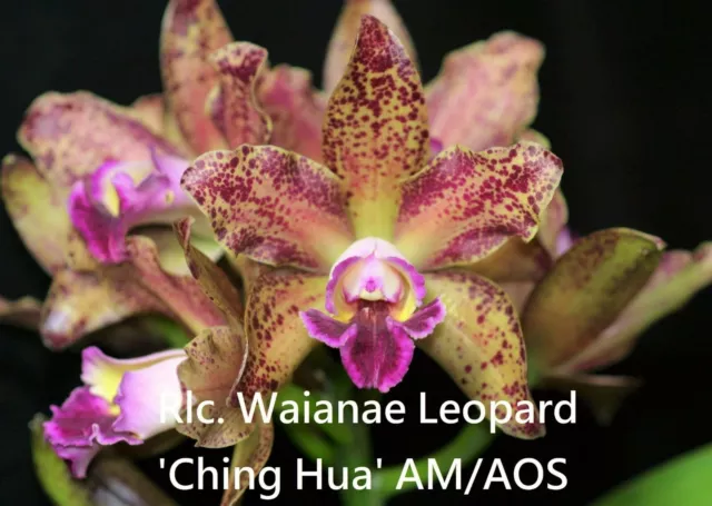 RON Cattleya Orchid Rlc. Waianae Leopard 'Ching Hua' HCC MERICLONE 50mm Pot Size