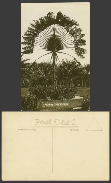 Singapore Old Real Photo Postcard Malaya Travelling Tree, Traveller's Palm Trees