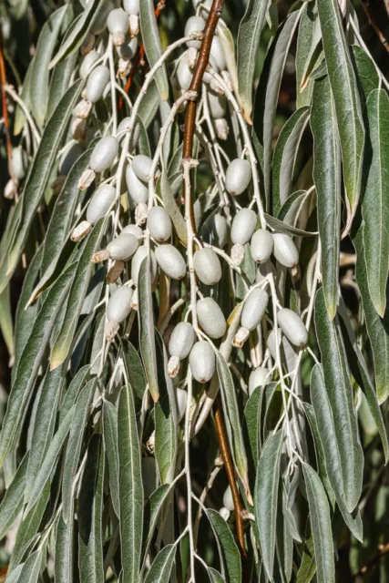 SAMEN In einem mediterran Garten sollte die Ölweide Elaeagnus angustifolia stehn