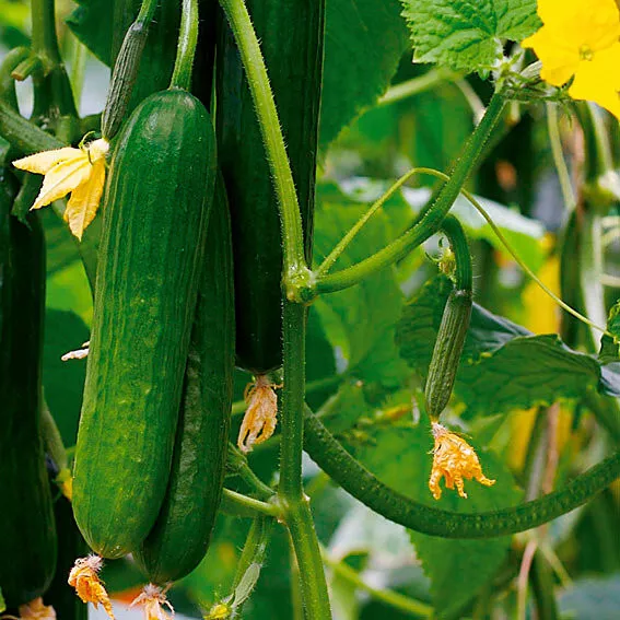 🥒 GURKE Gurkensamen (cucumis sativus) 100 Samen knackig lecker & ertragreich