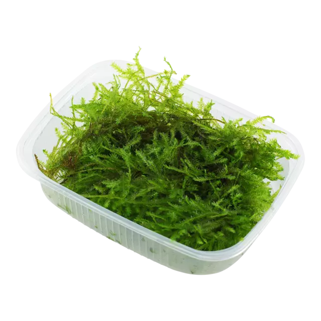 Vesicularia dubyana 'Christmas' - Portion Aquarium Moos Tropica 003A