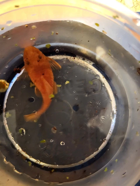 Proven FEMALE - SUPER RED Bristlenose Pleco | Ancistrus sp. | USA Tank Bred 2