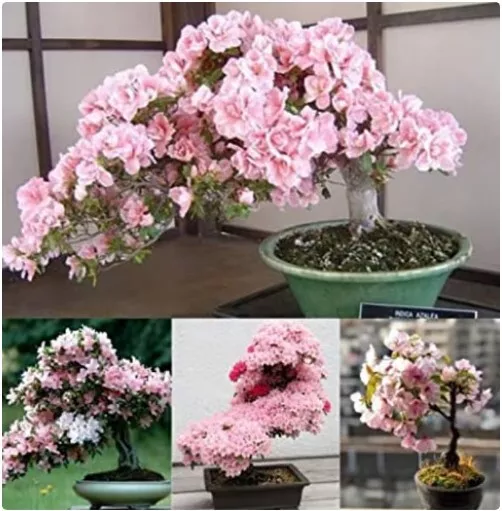 Japanese Sakura Cherry Blossom Bonsai seeds