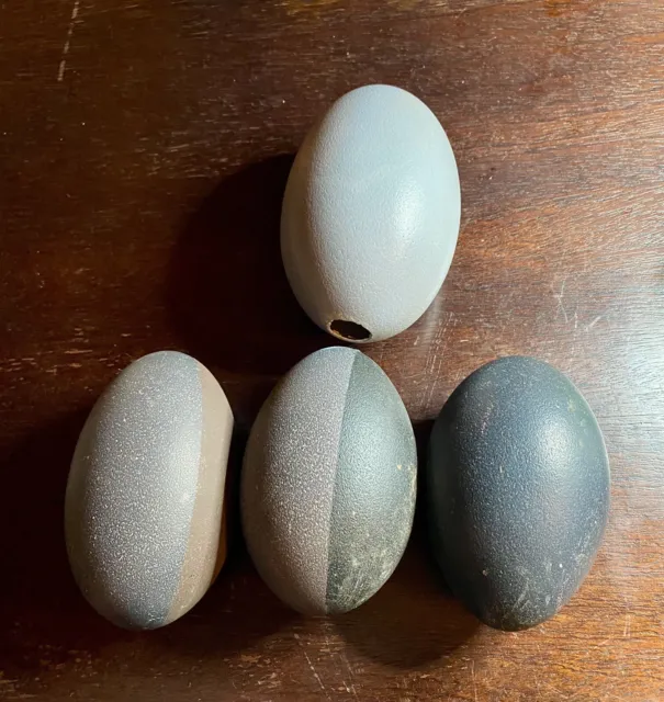 Emu Eggs Hand Blown One Hole Strong & Ready To Paint