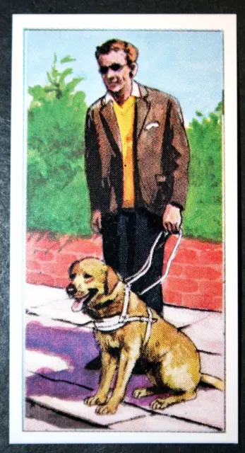 LABRADOR RETRIEVER   GUIDE DOG   Vintage 1971  Illustrated Card  BD26