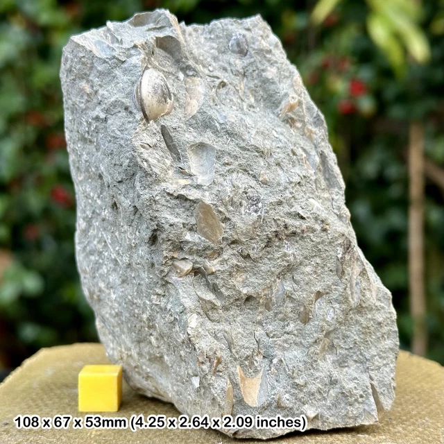Fossil Crinoid and Shell Block, Thorncombe Beacon, Jurassic Coast, Dorset