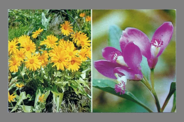 Postcard Chrome Wild Flowers Of Canada