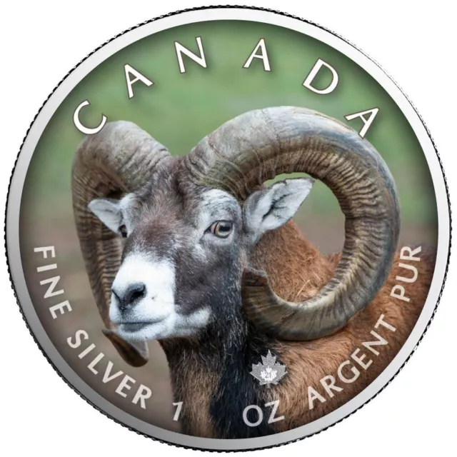 BIGHORN SHEEP CANADA'S WILDLIFE MAPLE LEAF 2021 1 oz  Silver Color Coin Canada