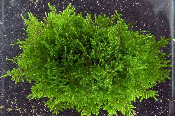 Spiky Moss on Lava Rock Taxiphyllum sp Live Aquarium Plant