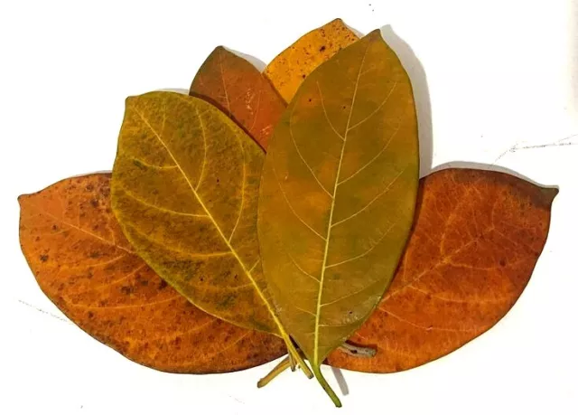 Dried Jack Fruit Leaves Organic Bio Film Shrimp Aquarium Natural Ceylon 100 Pcs