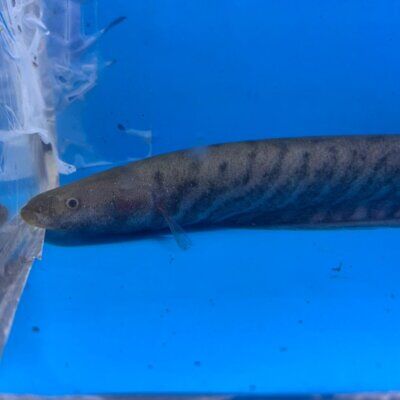 Carapo knife fish 3-5" in length live tropical fish