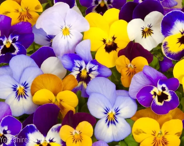 Viola Cornuta Winter Trailing Multi-coloured F1 Mix - 30x Seeds - Flower