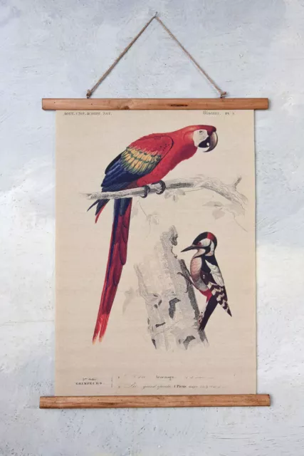 Vintage Role Map Birds Schulwandkarte Parrot Woodpecker Wall Antique Lehrkarte