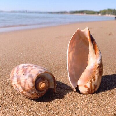 Naturel Asprella Coque Conque Mer Snail Poisson Réservoir Aquarium Décor 