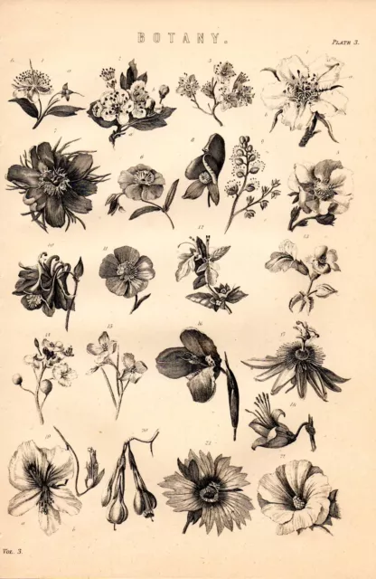 1868 Print ~ Botany ~ Various Examples Of Flowers Leaves Etc