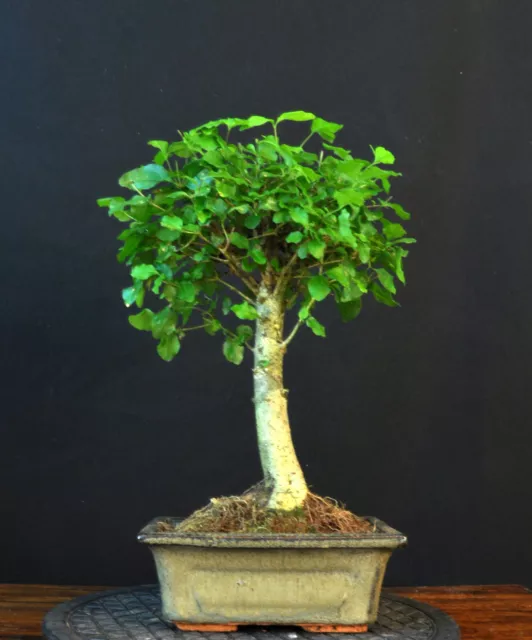 Bonsai Chinesischer Liguster Ligustrum Sinensis  Pflegeleicht Indoor